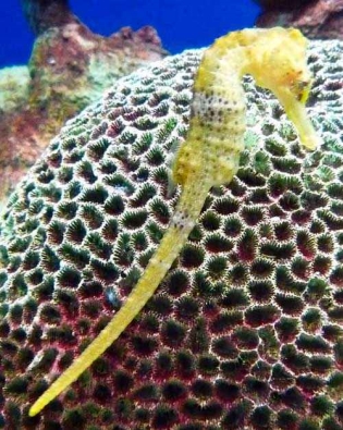 Які види риб живуть в Чорному морі - назви, фото і характеристика - PetCare